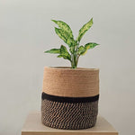 Jute Rope Planter - Casa Snug